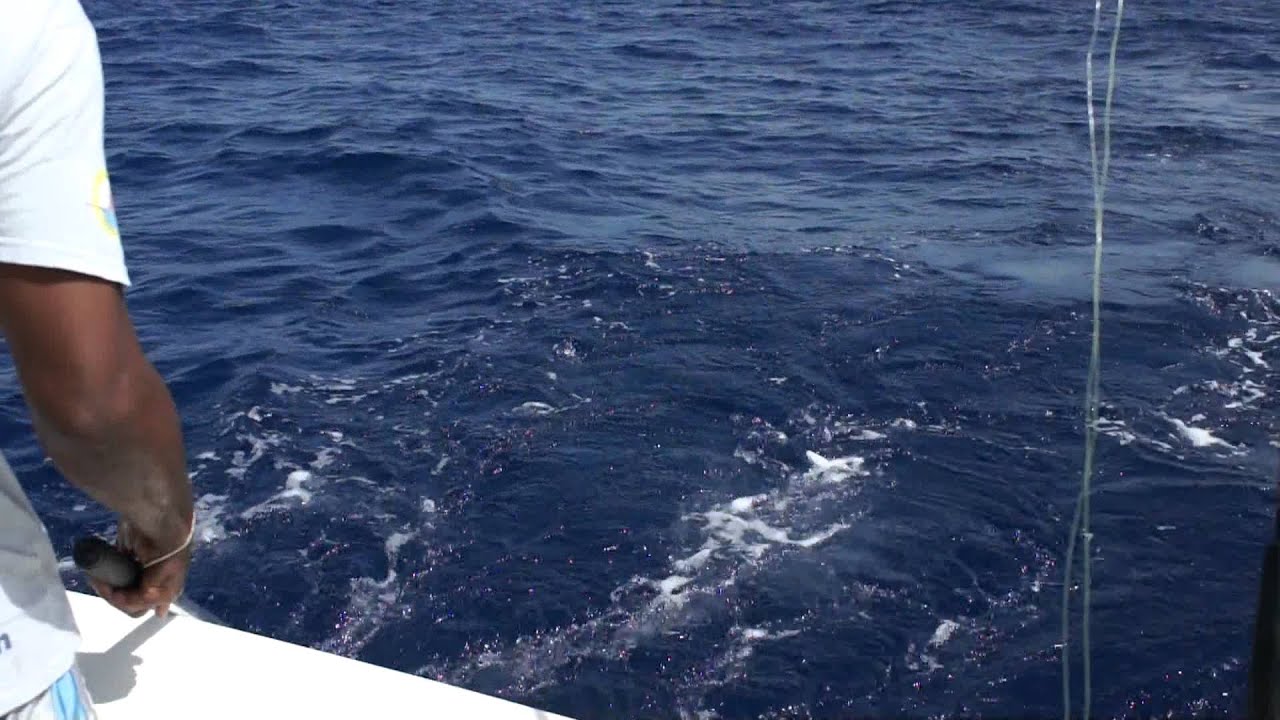 Sports Outdoors Charts Maps Fishing St Maarten Fish I vrogue.co