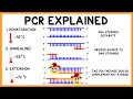 Pcr polymerase chain reaction explained
