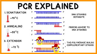 Объяснение ПЦР (полимеразной цепной реакции)