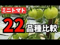【保存版】ミニトマト22品種「実のつき方全公開します」