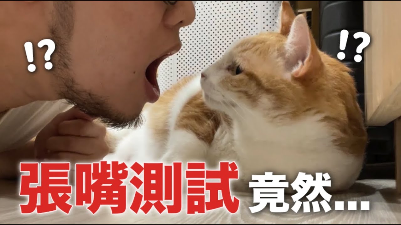 【黃阿瑪的後宮生活】張嘴測試貓反應！驚呆了！