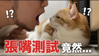 【黃阿瑪的後宮生活】張嘴測試貓反應驚呆了