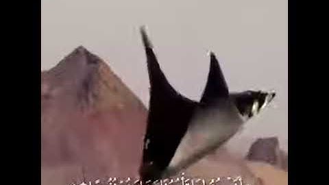 أجمل تلاوة للشيخ خالد الجليل /وتوكل على الحي الذي لا يموت