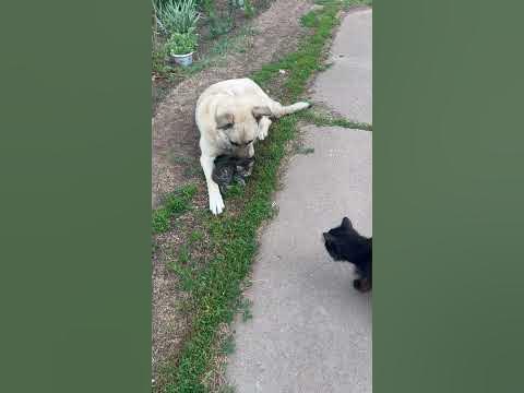 Дедушка Чернуха пришел забирать внука Чепусика от воспитателя Бакса 🐕🐈🐈 ...