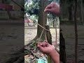 How to Tie a Strong Square Lashing 🪵🪢 #knots #asmr #shorts