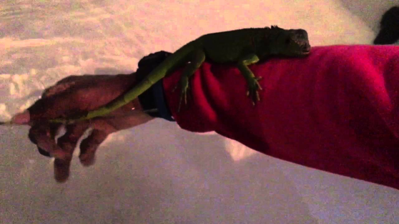 How to bathe an iguana - YouTube