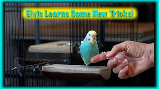 My Budgie Learns Some New Tricks