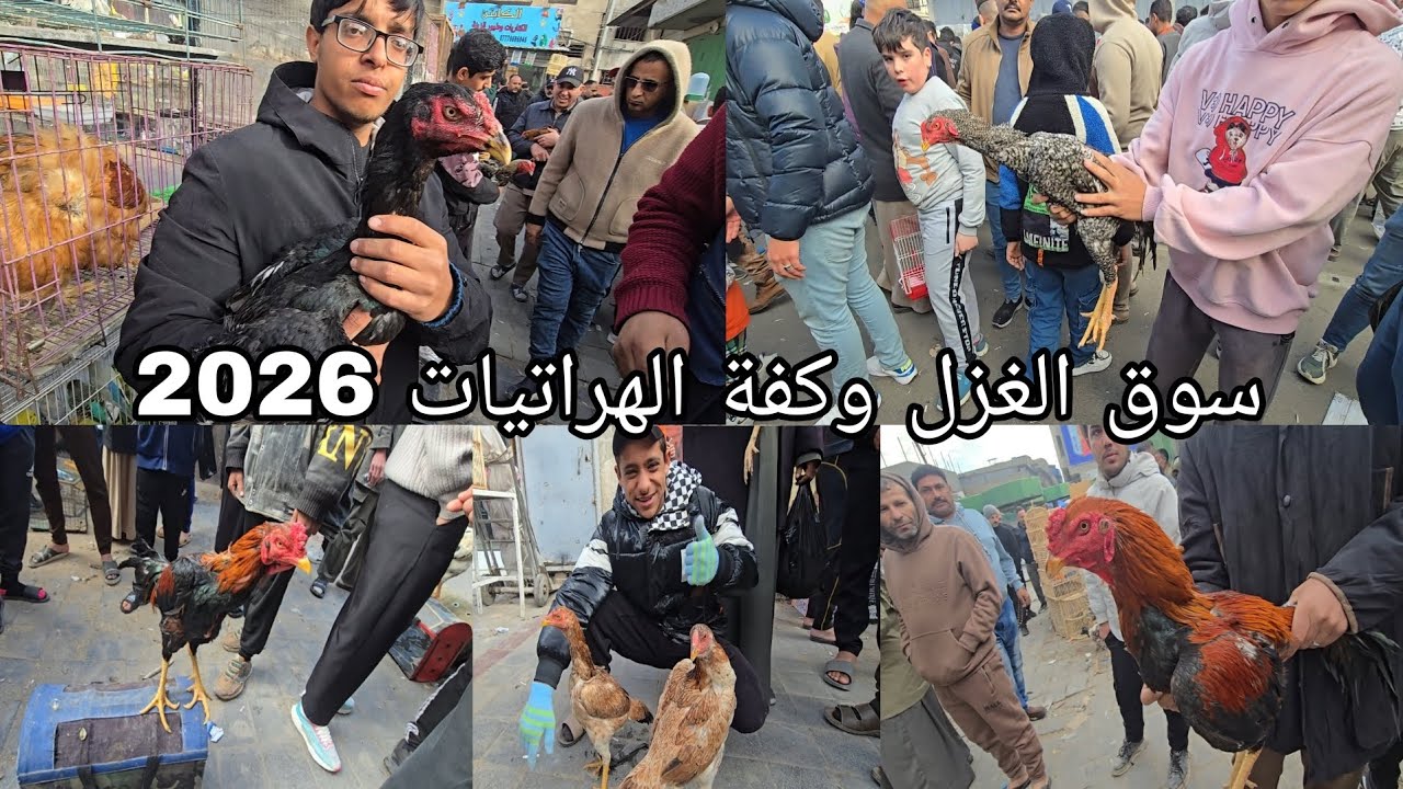 سوق الغزل يوم الجمعة وكفة الهراتيات 2026