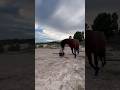 Мотивация лошади при выполнении вольта на свободе. #music #relaxing  #horses #mustang