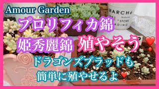 【多肉植物】プロリフィカ錦、姫秀麗錦を殖やそう❣️ドラゴンズブラッドも簡単に殖やせるよ❣️Amour Garden.Succulent