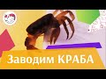 4 причины завести краба, на ilikepet