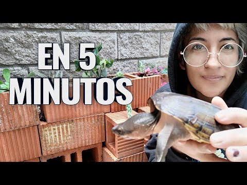 Video: ¿Cómo se construye un hábitat para las tortugas de caja en el exterior?