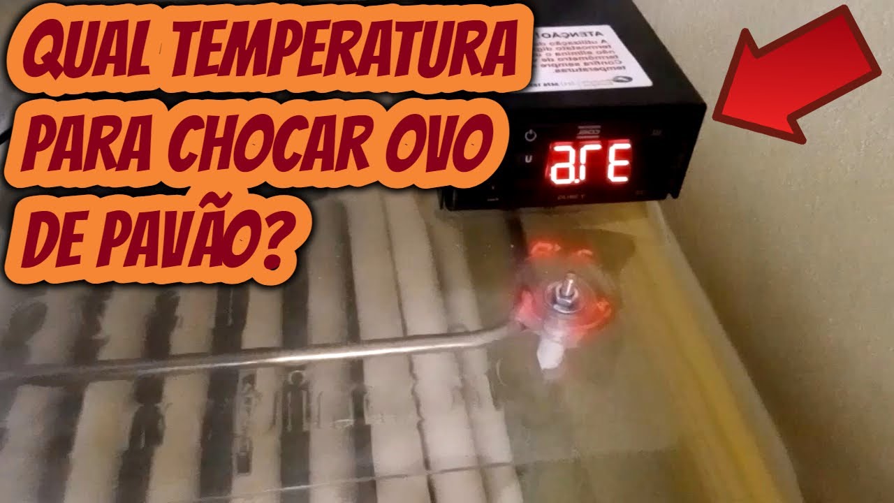 Qual a temperatura e umidade ideal para chocar os ovos de pavão pavoa? Quantos Graus para