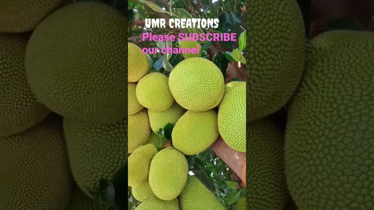 Jack fruit l Amazing Jack fruit l jack fruit tree 
