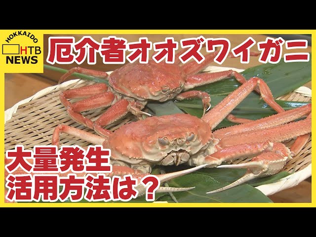 今年も大量発生の厄介者オオズワイガニ 地元で10杯1000円の即売 