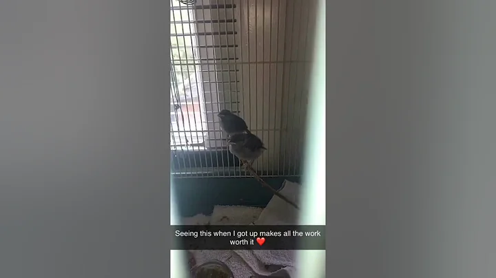 Baby sparrows rehab