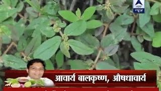 Acharya k Nuskhe: Regular use of Dudhi gives you lustrous and thick hair