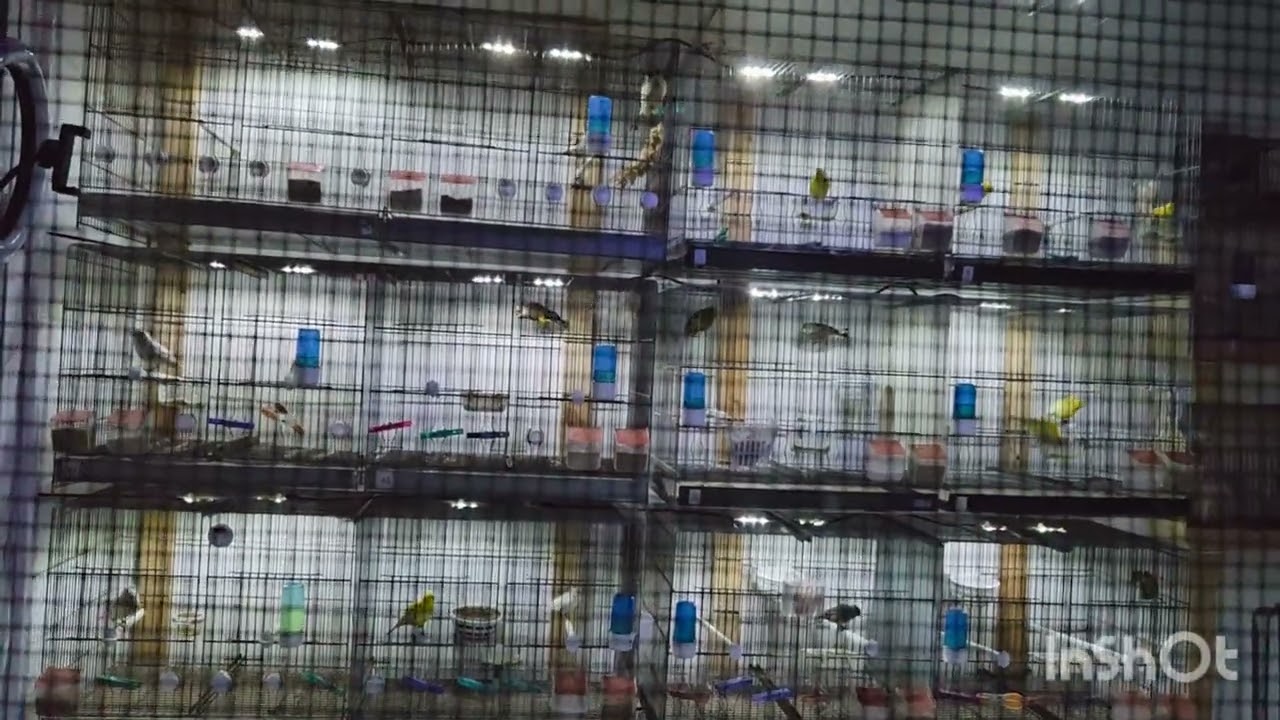 Os muestro el modo anochecer en el aviario en directo🐦🐦🕊🕊