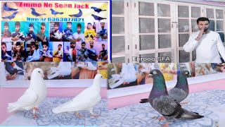 T.N.BROTHER LOFT.NAWAZ BHAI old Bloodline pigeons available in Bangalore.