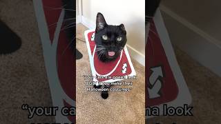 I DIY’ed my cat's Halloween costumes 😻 w/ ​⁠@thekatcurtis #cats #halloween #DYIhalloweencostume
