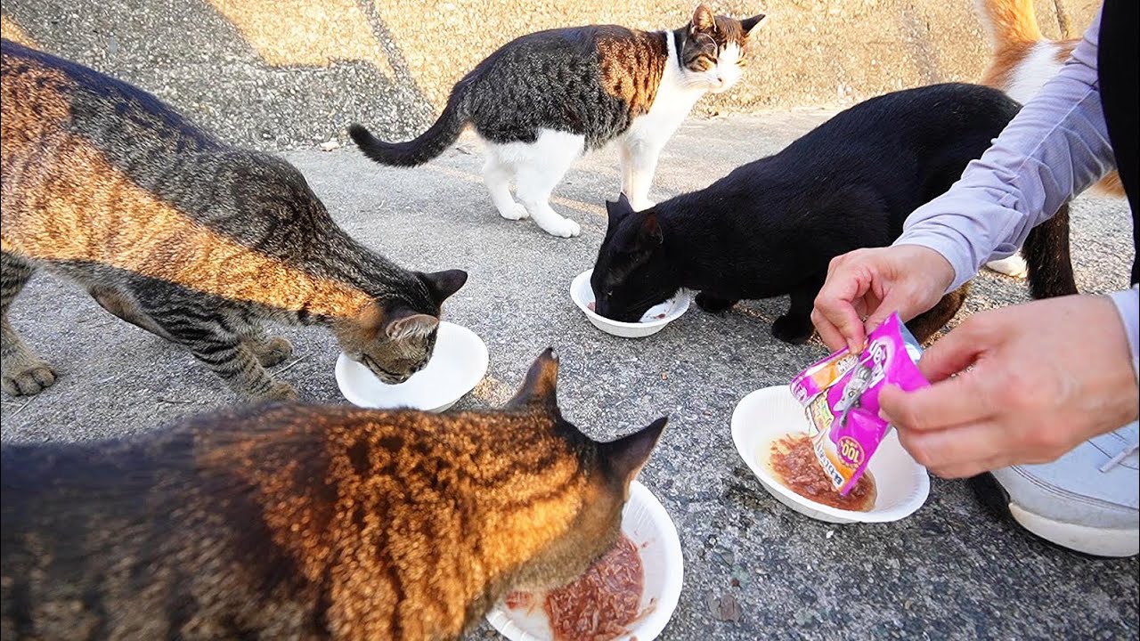 芦屋ボランティアのエサやりのお姉さんがさくらねこたちに給餌 相変わらずよく食べるぷうちゃん Youtube