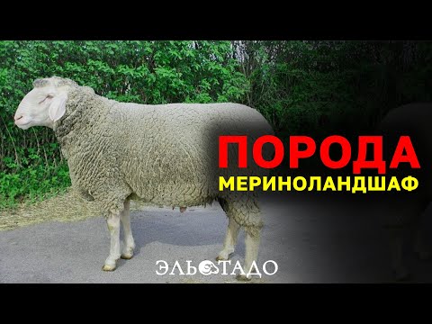 Порода овец Мериноландшаф от одного из лучших заводчиков в Германии! Элитные породы овец в России!
