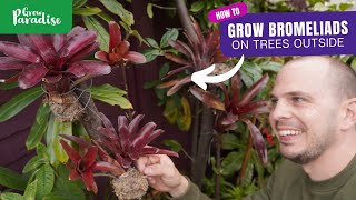 How to grow tropical Bromeliads on garden trees