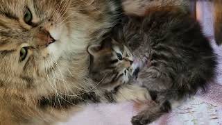 Brown tabby Siberian Kitten,  22 days old, and mother.