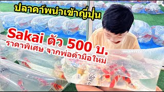 ปลาคาร์พราคาพิเศษ จากน้องโชว่า Tosai Sakai fish farm