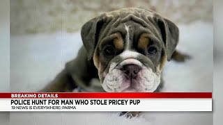 9-week-old puppy valued at $6,500 stolen from Petland store in Parma