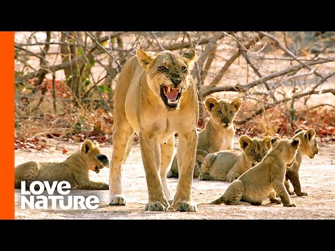 MK Lion Mothers Shield Cubs from Their Fathers | Love Nature