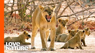 MK Lion Mothers Shield Cubs from Their Fathers | Love Nature