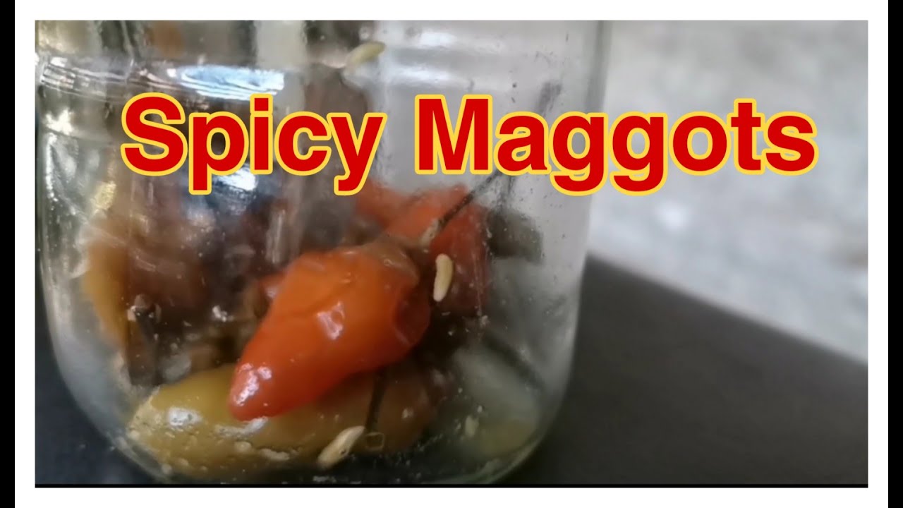 Chili Pepper Maggots Fly Larva YouTube