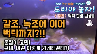 해수어 물잡이! 갈조, 녹조에 이어 백탁까지?!! 물잡이 고민, 한방에 해결!! [도리야놀자! 10편]