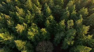 AMAZING FOREST SKY VIEW