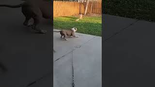 Instinct vs Restraint ⛓️🐕🐺 #wildlifeinteraction #realisticphysics #animalinstinct #suburbanlife