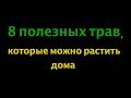 Топ 8 самых полезных трав, которые можно вырастить дома