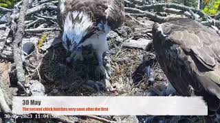 Poole Harbour Ospreys 2023 film by Alison Copland by birdsofpooleharbour 852 views 4 months ago 34 minutes