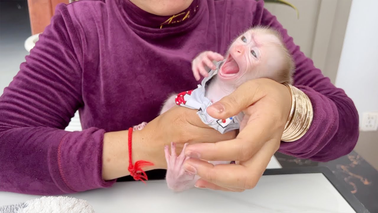 Baby Monkey Tauch Super Temper To Mom Wearing Outfit For Him