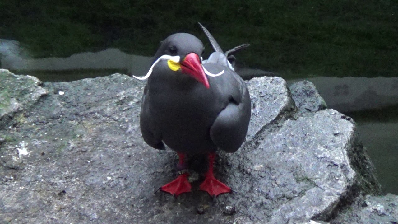 Inca Tern