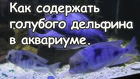 Голубой дельфин. Содержание мирных цихлид из оз. Малави.