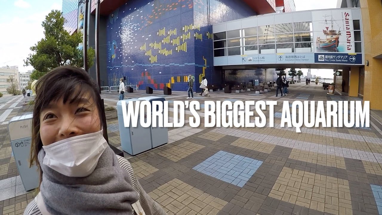 World S Biggest Aquarium In Japan 大阪海遊館 Youtube