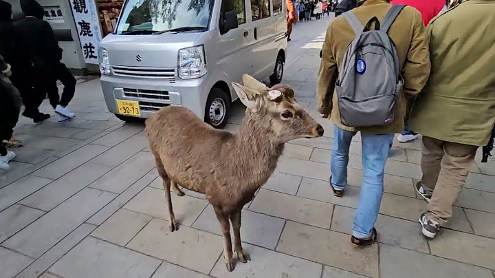 Nara japan review travel 2023 2023 năm 2024