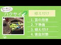 ハクサイ 育て方②【植え付け】苗をしっかり活着させるコツ！