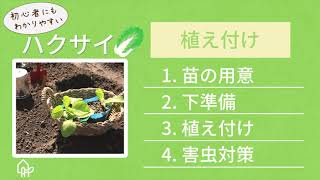 ハクサイ 育て方②【植え付け】苗をしっかり活着させるコツ！
