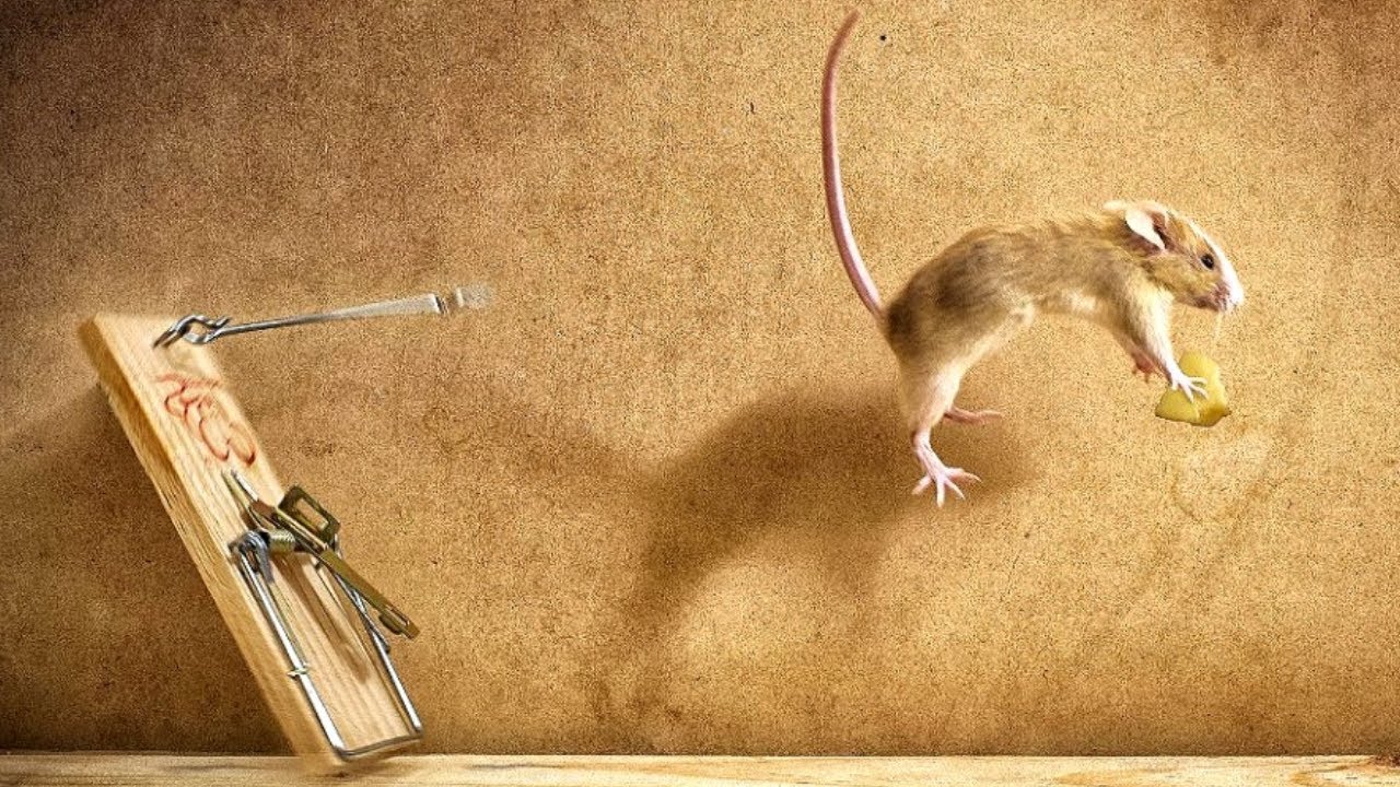 Smarter Than You Think: Amazing Rats Intelligence