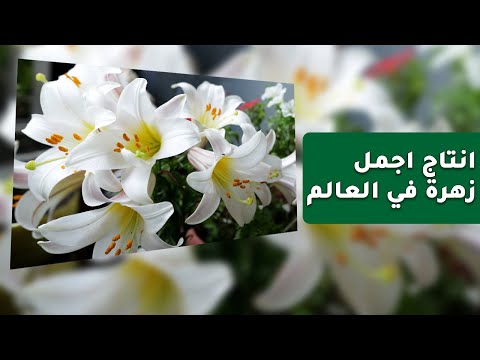 فيديو: زراعة زهور زنبق الوادي - كيفية زراعة زنبق الوادي