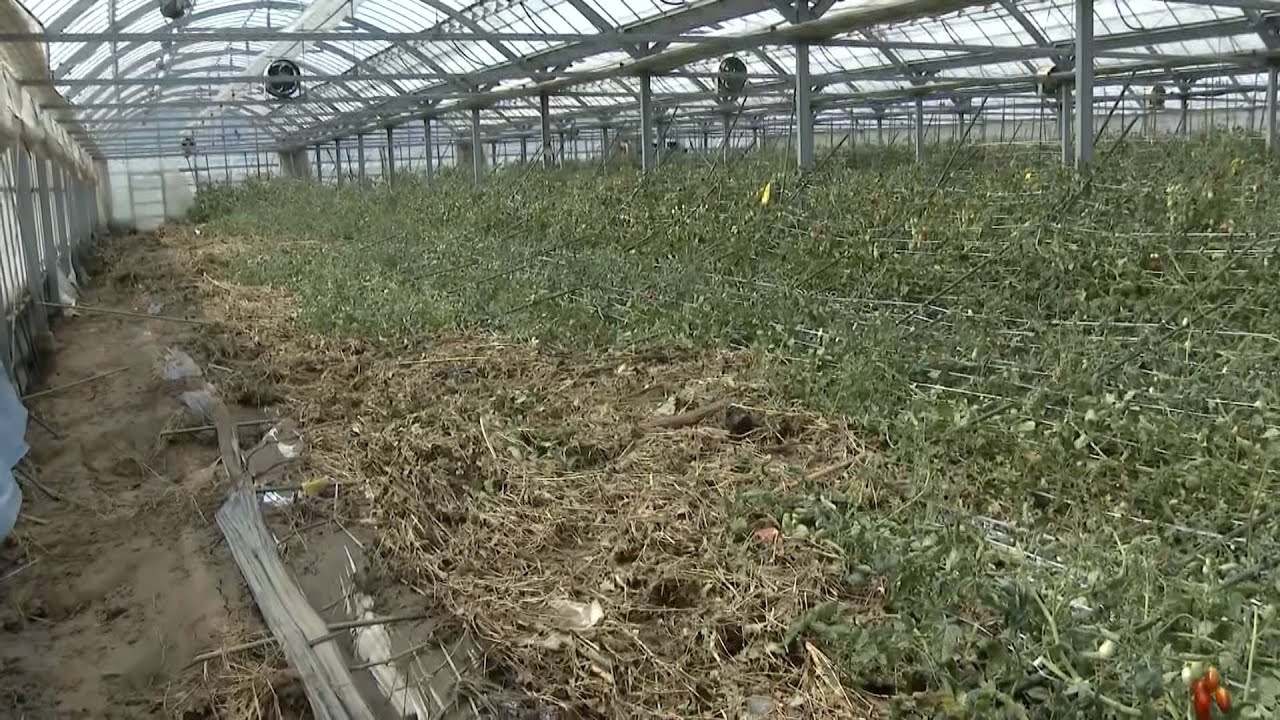 【大雨被害】トマト・キャベツ・コメ・・・苗が流れ稲も収穫できない・・・物価高騰の中、農産物も品薄に