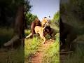 #cats #catshorts #animals #wildlife #video #lion #king #life #nature #cute #zodiac #astrology