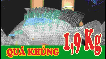 Trải Nghiệm| Rô Phi Nướng Và Bữa Cơm Đầm Ấm Bên Gia Đình.